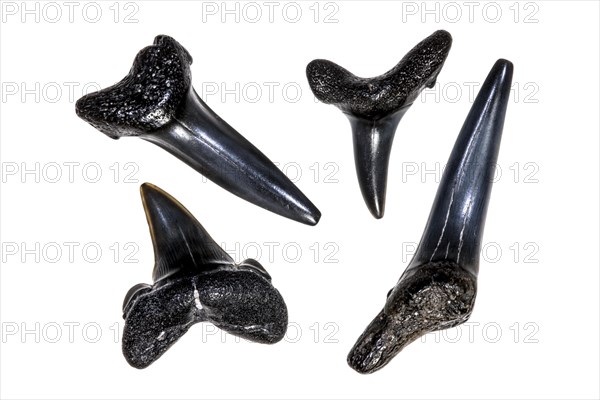 Different species of Eocene shark teeth fossils against white background