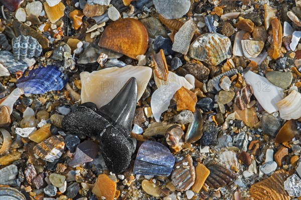 Eocene shark's tooth fossil on tideline