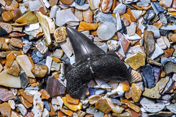 Eocene shark's tooth fossil on tideline