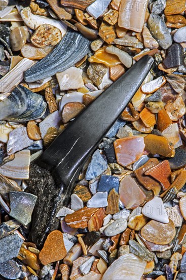 Eocene shark's tooth fossil on tideline