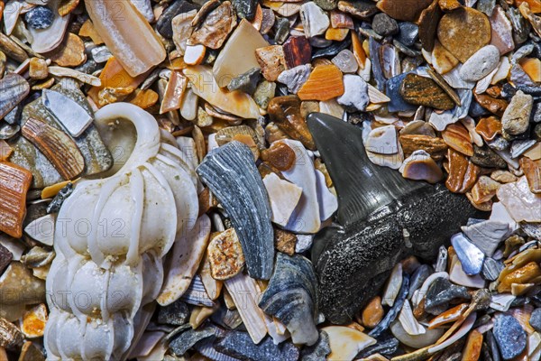 Eocene shark's tooth fossil on tideline