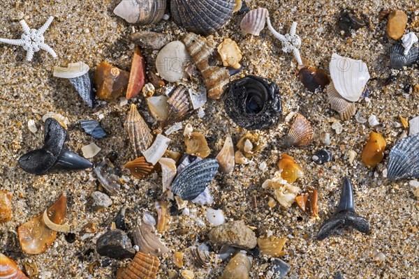 Eocene shark teeth fossils and fossilized fish vertebra on tideline