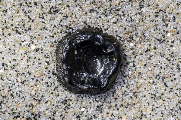 Fossilized Eocene fish vertebra on sandy beach along the North Sea coast