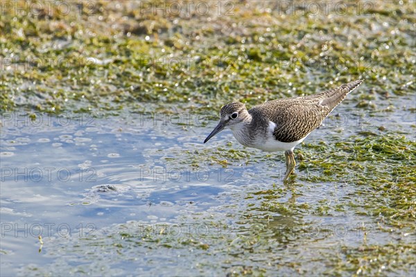 Common sandpiper