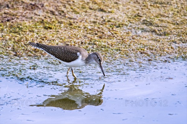 Common sandpiper