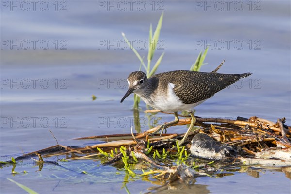 Common sandpiper