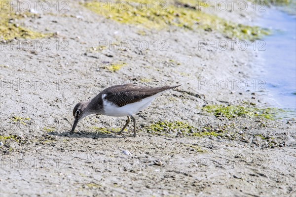 Common sandpiper