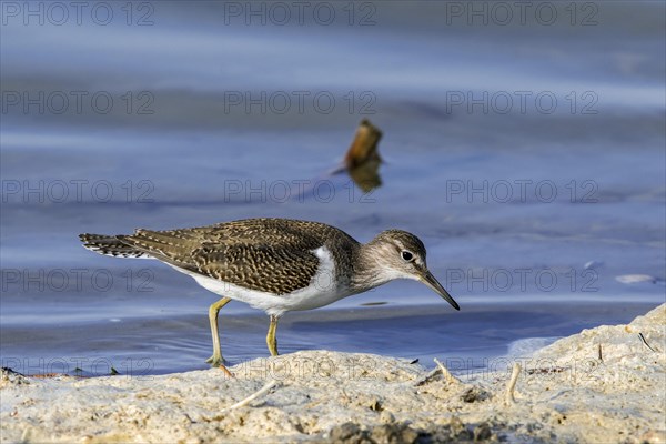 Common sandpiper