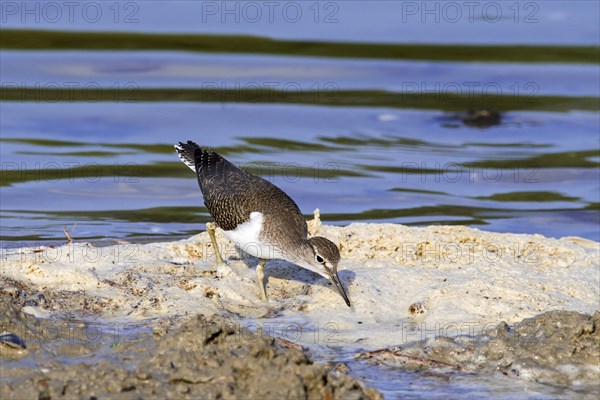 Common sandpiper