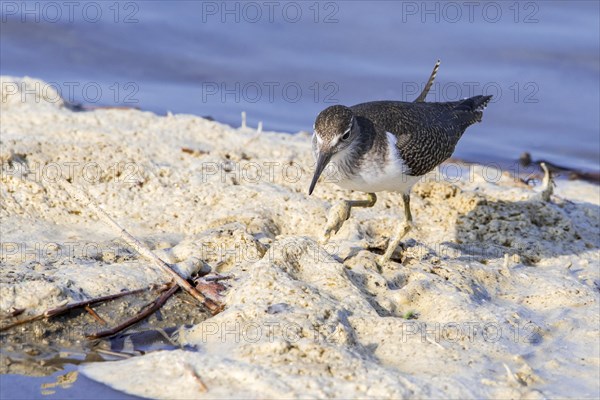 Common sandpiper