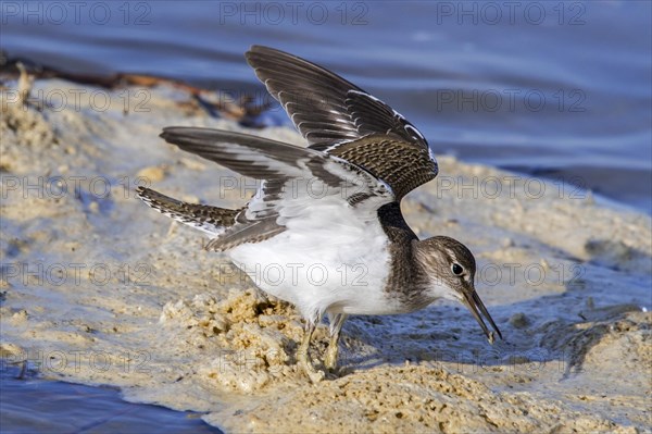 Common sandpiper