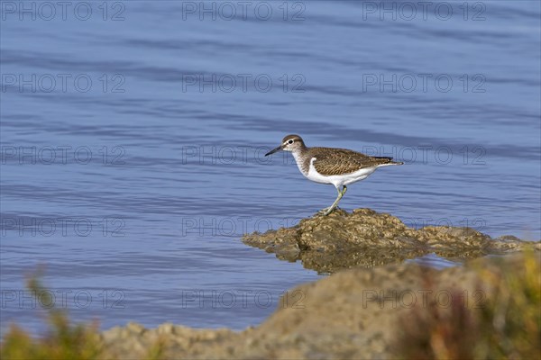 Common sandpiper