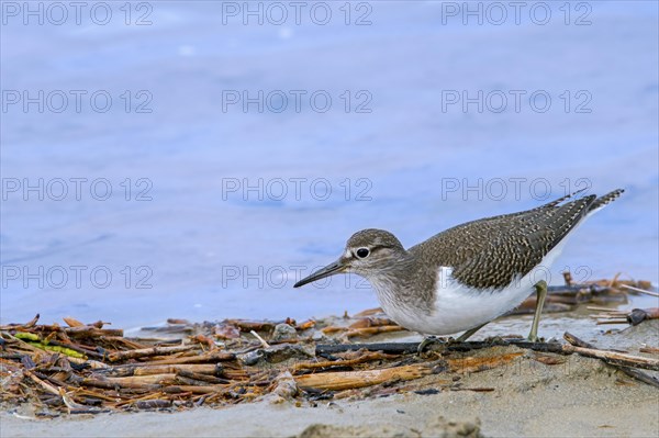 Common sandpiper