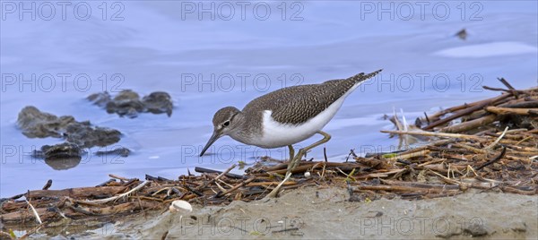 Common sandpiper