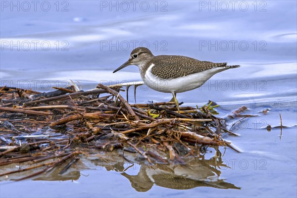 Common sandpiper