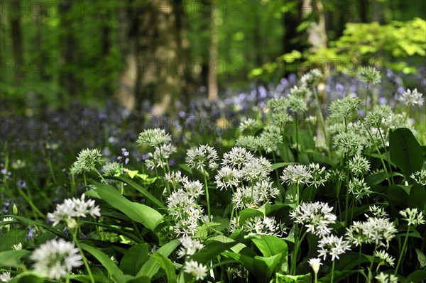 Wild garlic