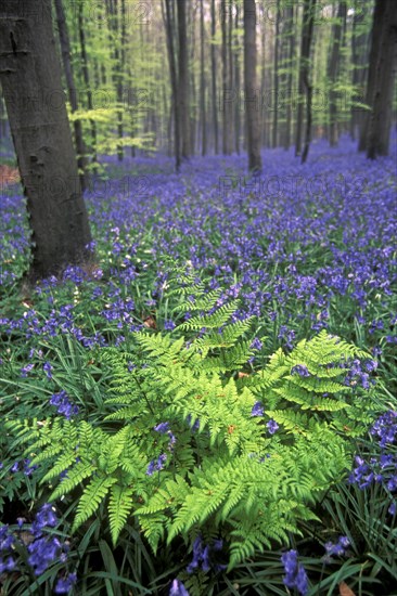 Bluebells