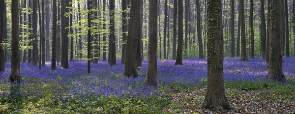 Bluebells