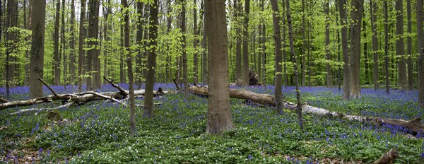 Bluebells