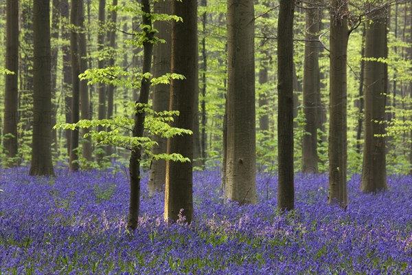 Bluebells