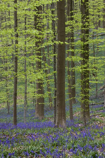 Bluebells