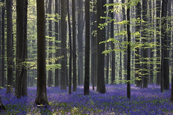 Bluebells
