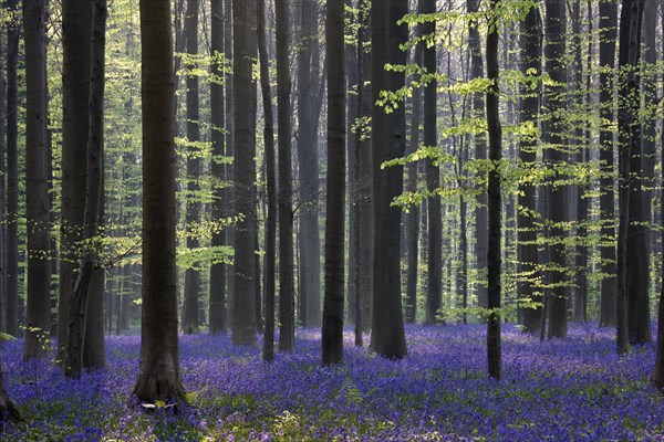 Bluebells