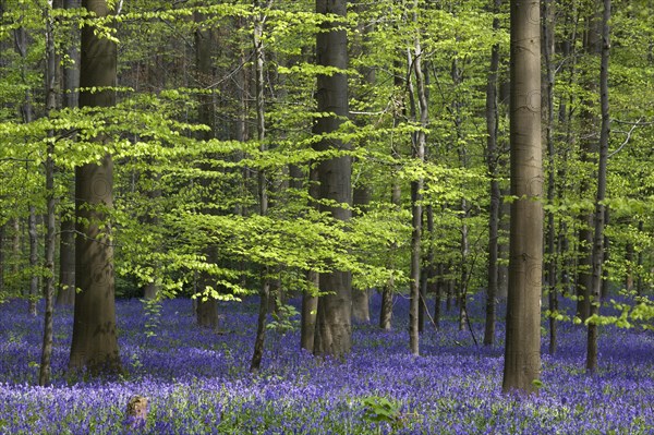 Bluebells