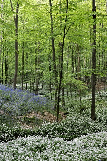 Wild garlic