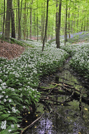 Wild garlic