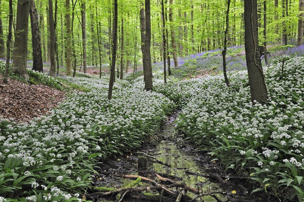 Wild garlic