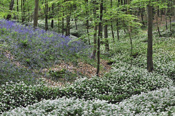 Wild garlic