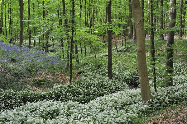 Wild garlic