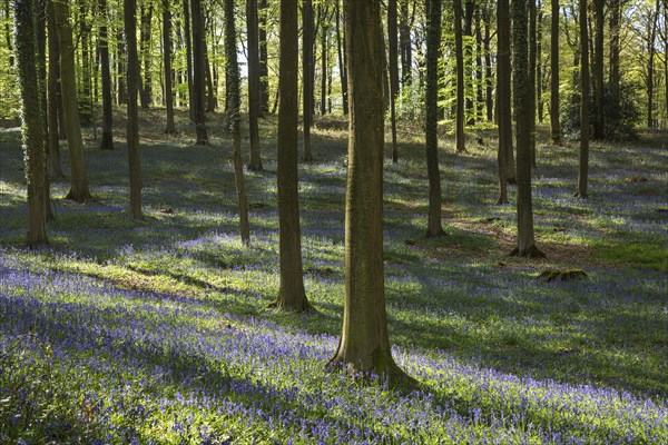 Bluebells