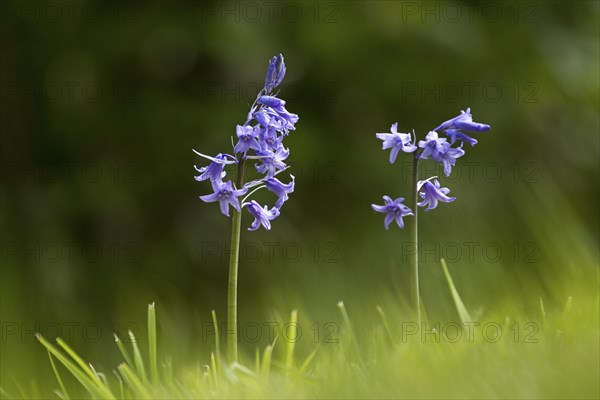 Bluebells