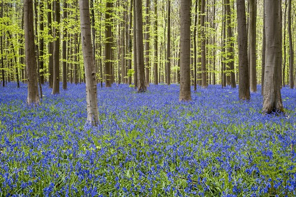 Bluebells