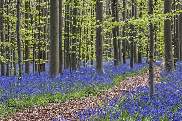 Path running through carpet of bluebells