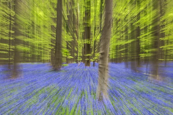 Abstract image of bluebells