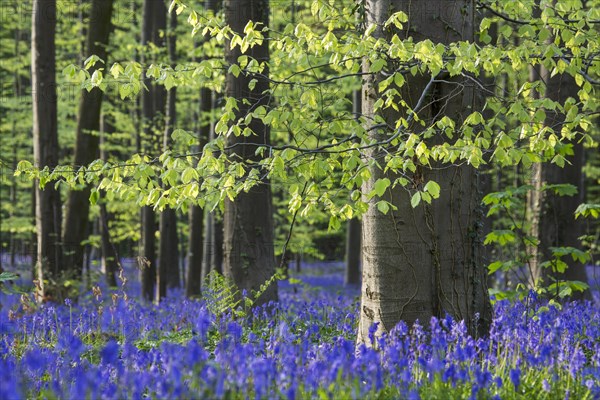 Bluebells