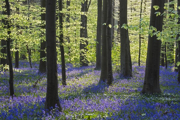 Bluebells