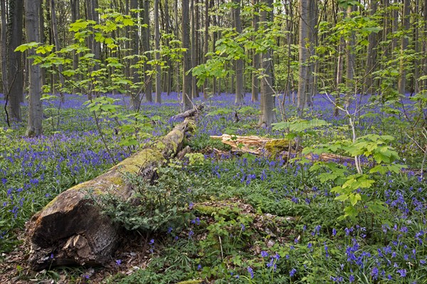 Fallen beech tree and bluebells