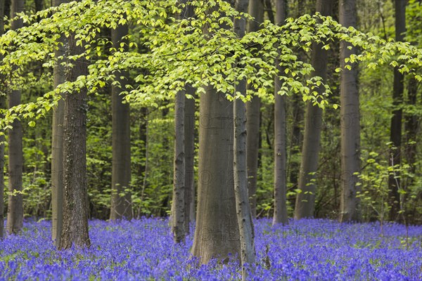 Bluebells