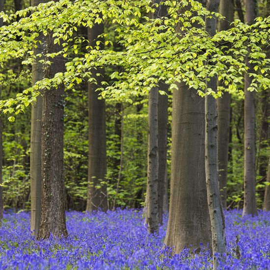 Bluebells