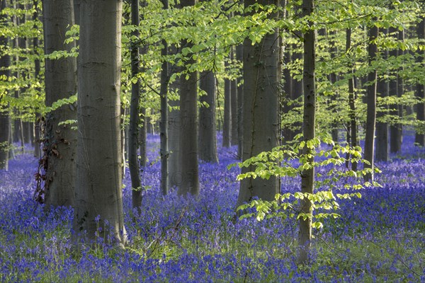 Bluebells