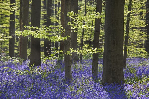 Bluebells