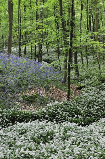 Wild garlic