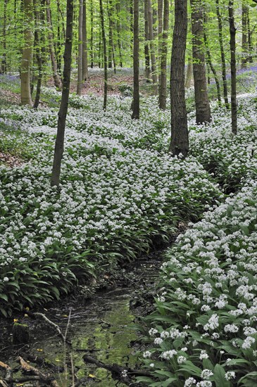 Wild garlic