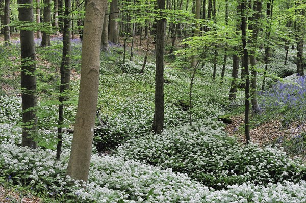 Wild garlic