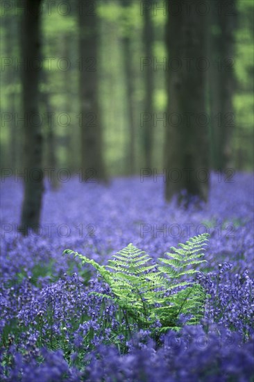 Bluebells