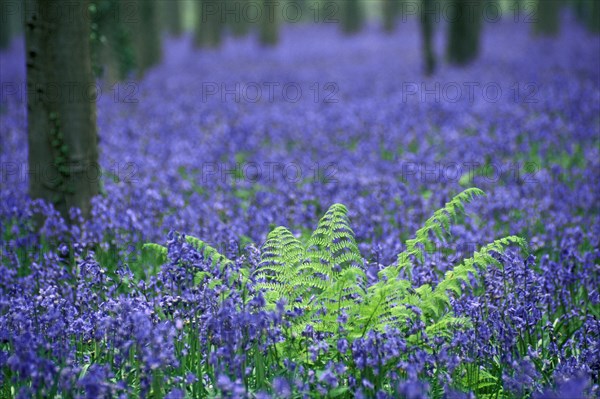 Bluebells